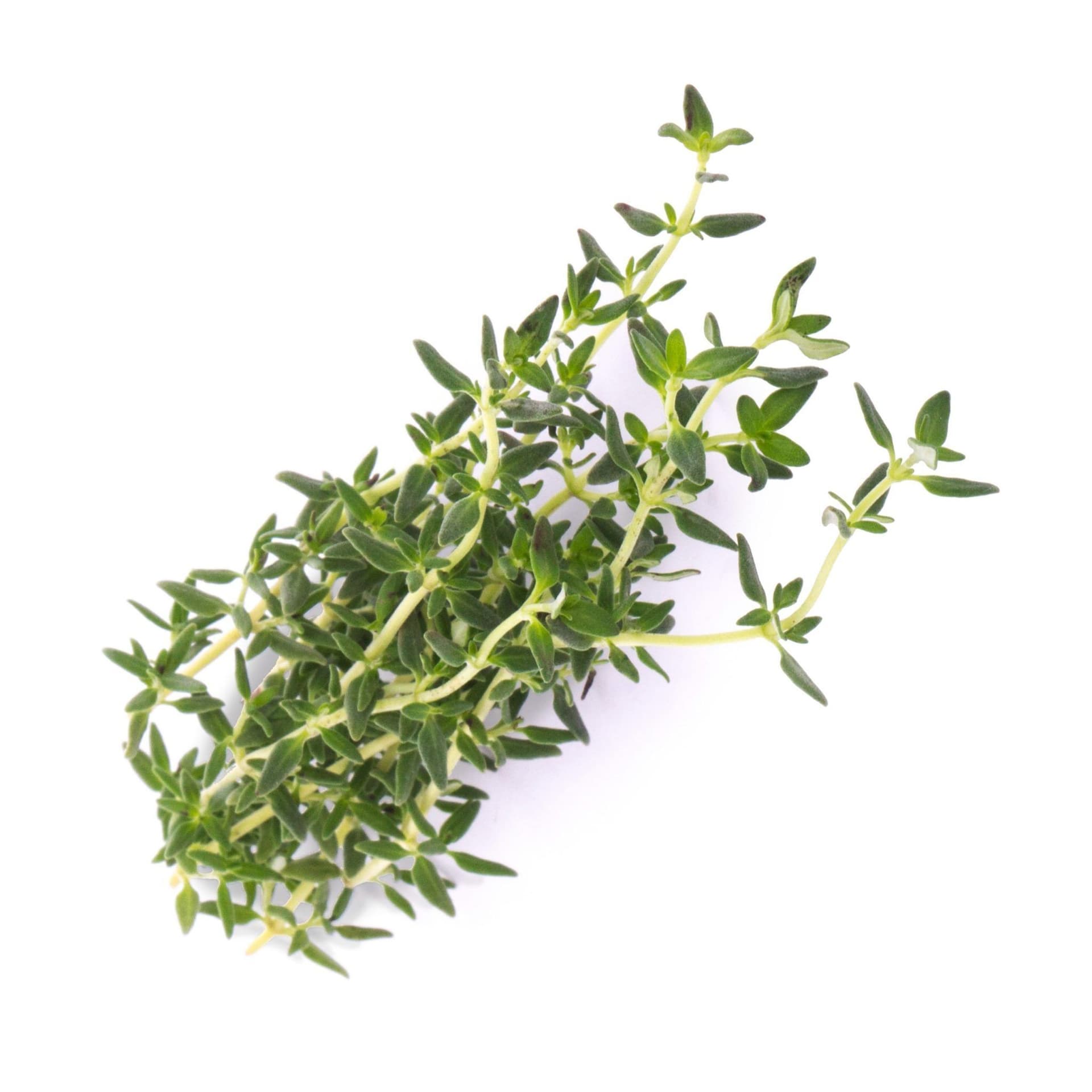 VERITABLE Lingot® Thyme Organic – Мащерка