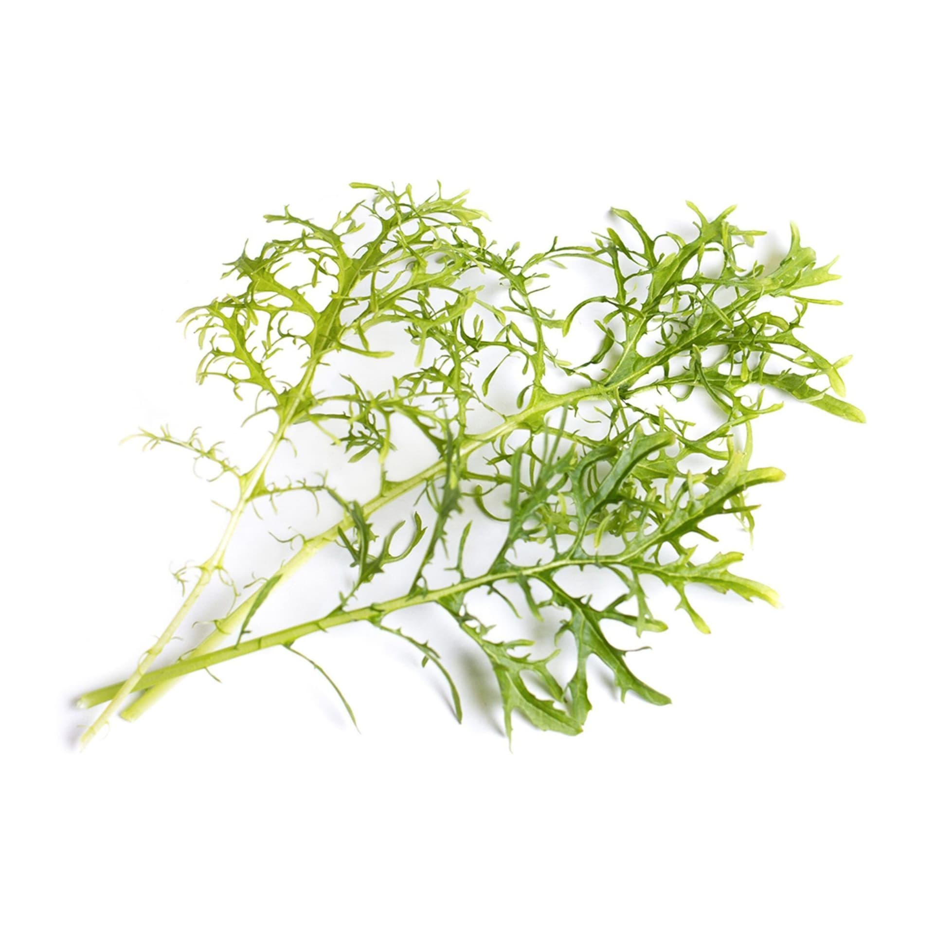 VERITABLE Lingot® Golden Frill Mustard Organic – Златна къдрава Горчица