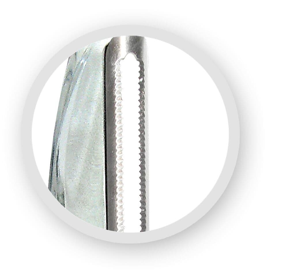 Nerthus Белачка с двойно назъбено ножче