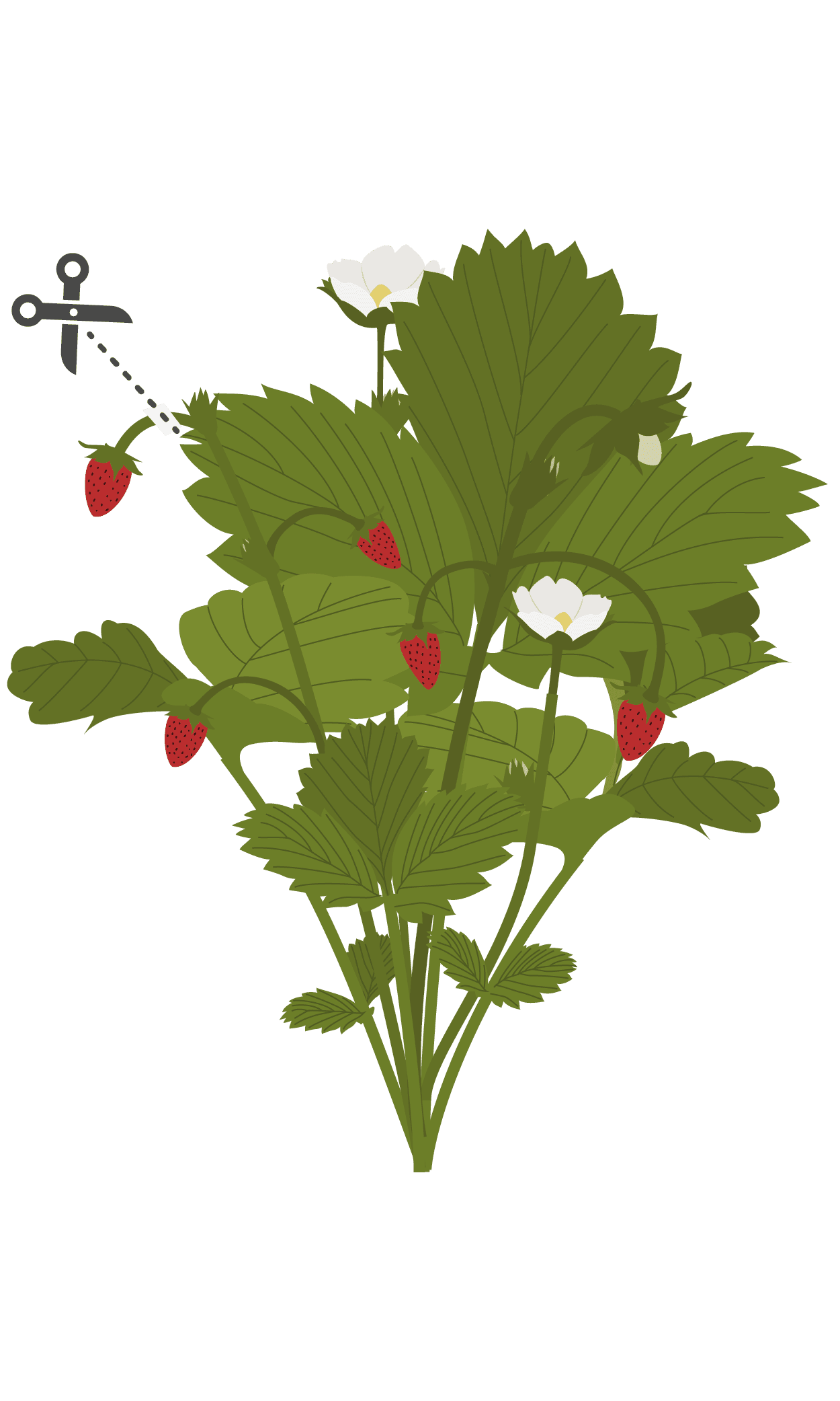 VERITABLE Lingot® Wild Red Strawberry – Червени диви Ягоди