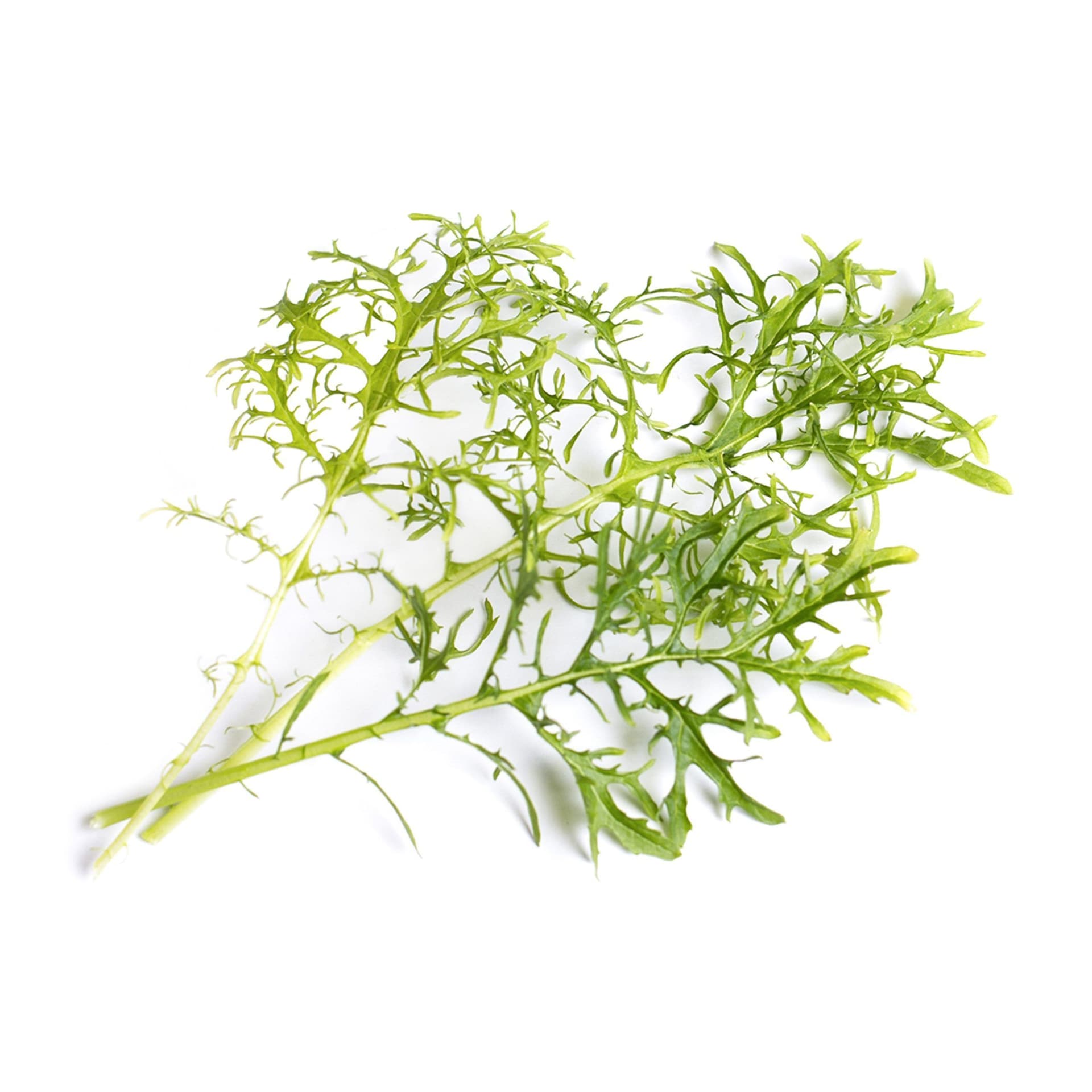 VERITABLE Lingot® Golden Frill Mustard Organic – Златна къдрава Горчица