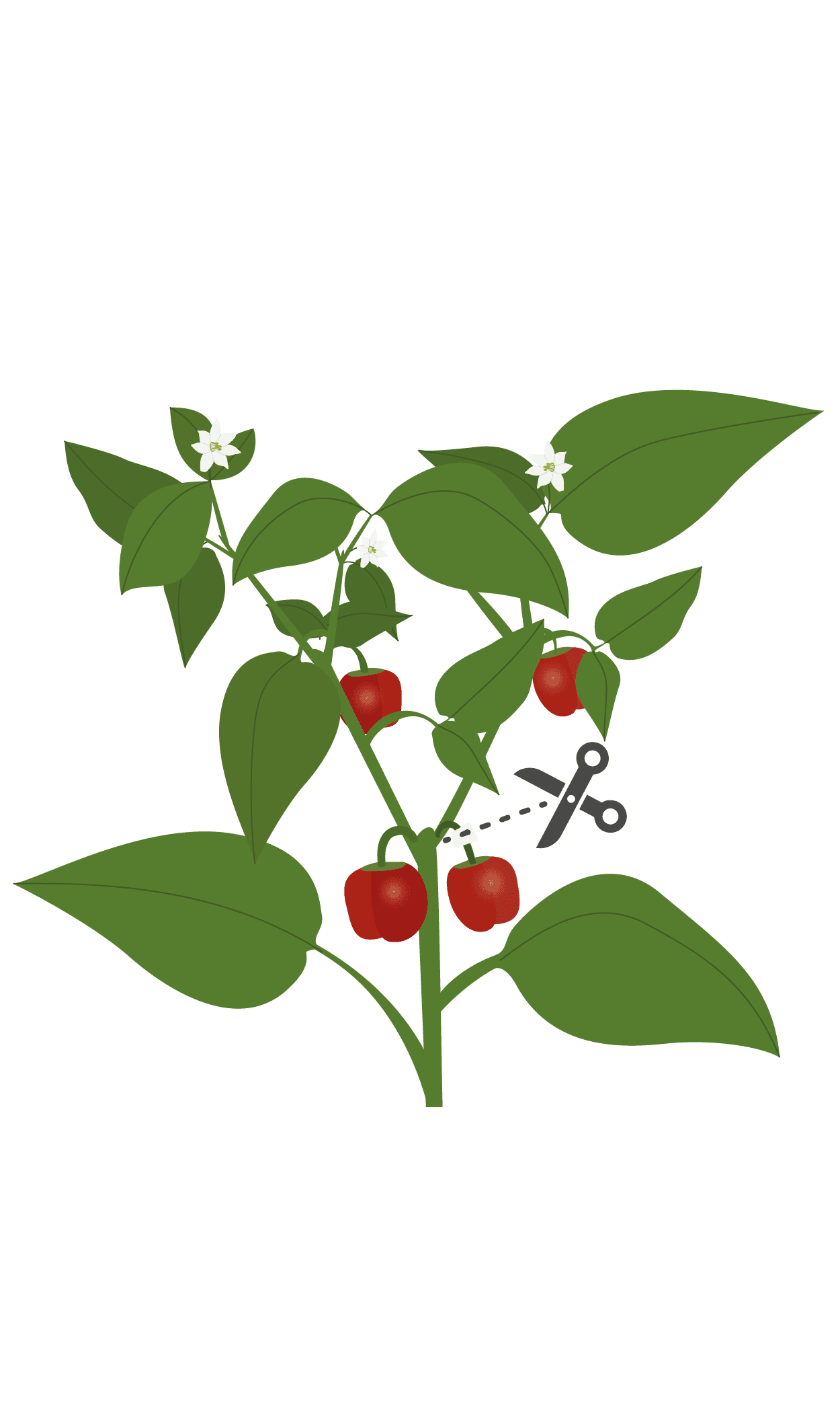 VERITABLE Lingot® Red mini bell pepper Organic – Червени Мини Камби