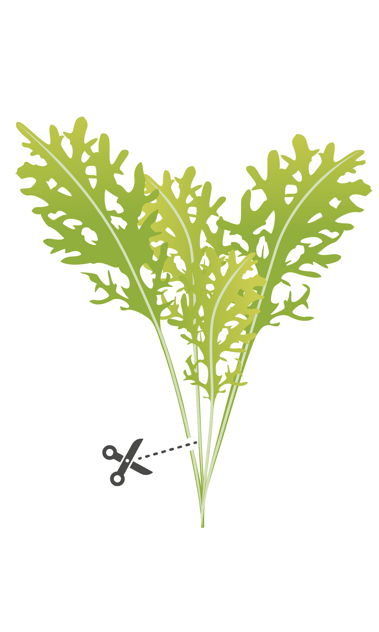 VERITABLE Lingot® Golden Frill Mustard Organic – Златна къдрава Горчица