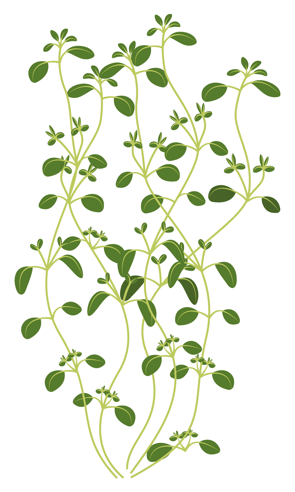 VERITABLE Lingot® Thyme Organic – Мащерка