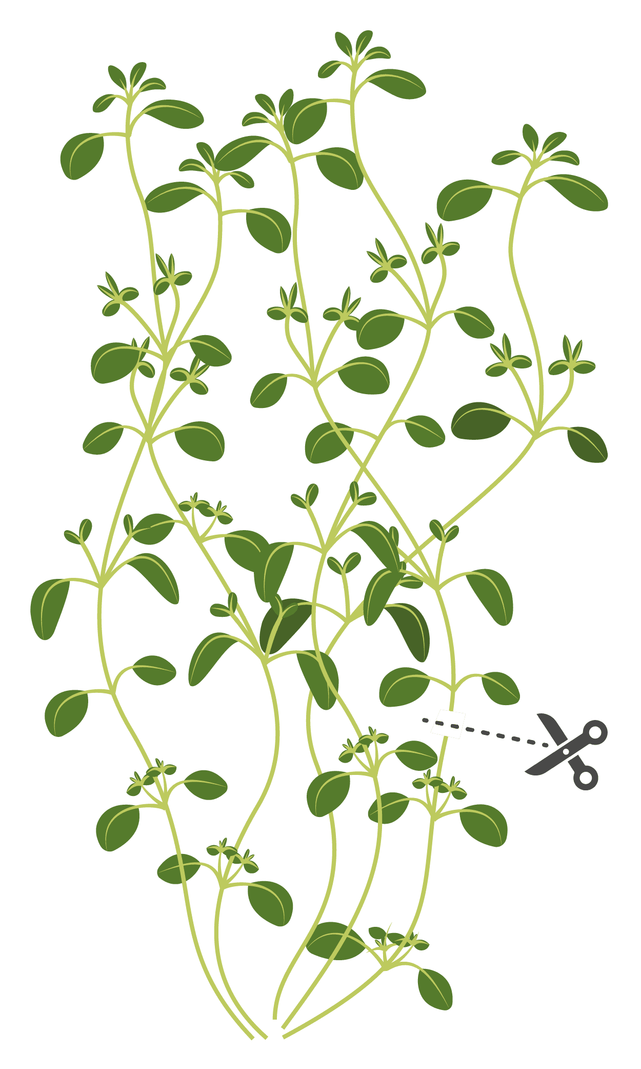 VERITABLE Lingot® Thyme Organic – Мащерка