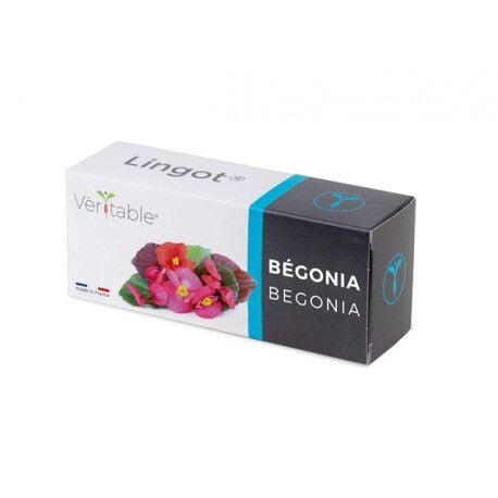 VERITABLE Lingot® Begonia – Ядлива Бегония
