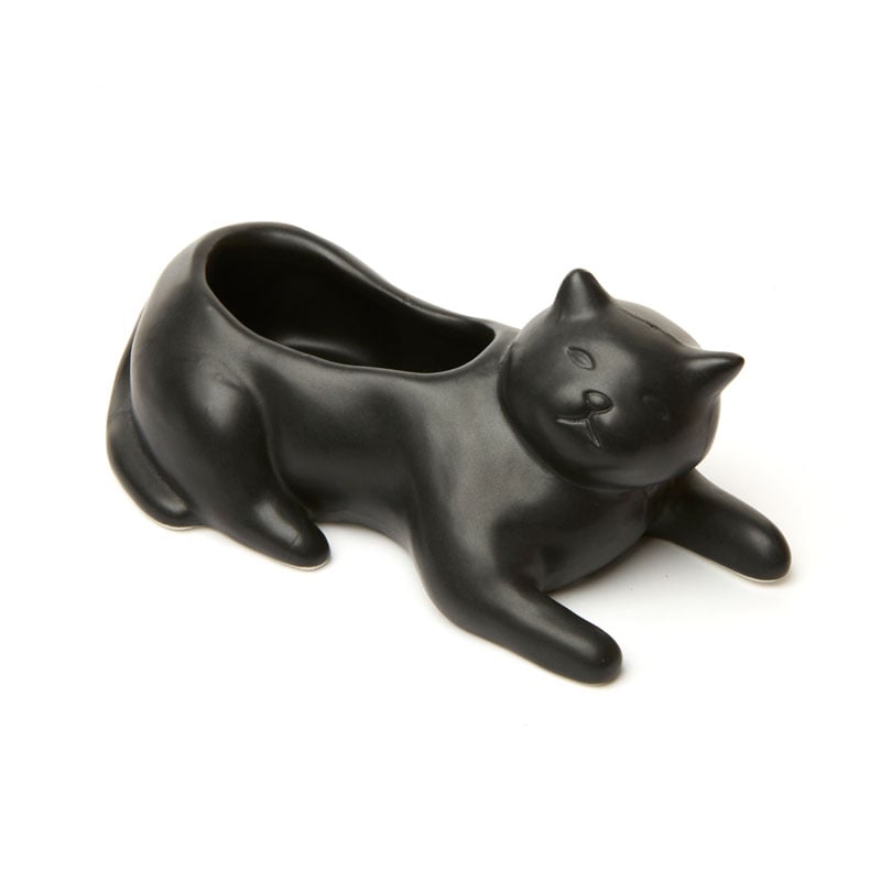 Саксия Black cat