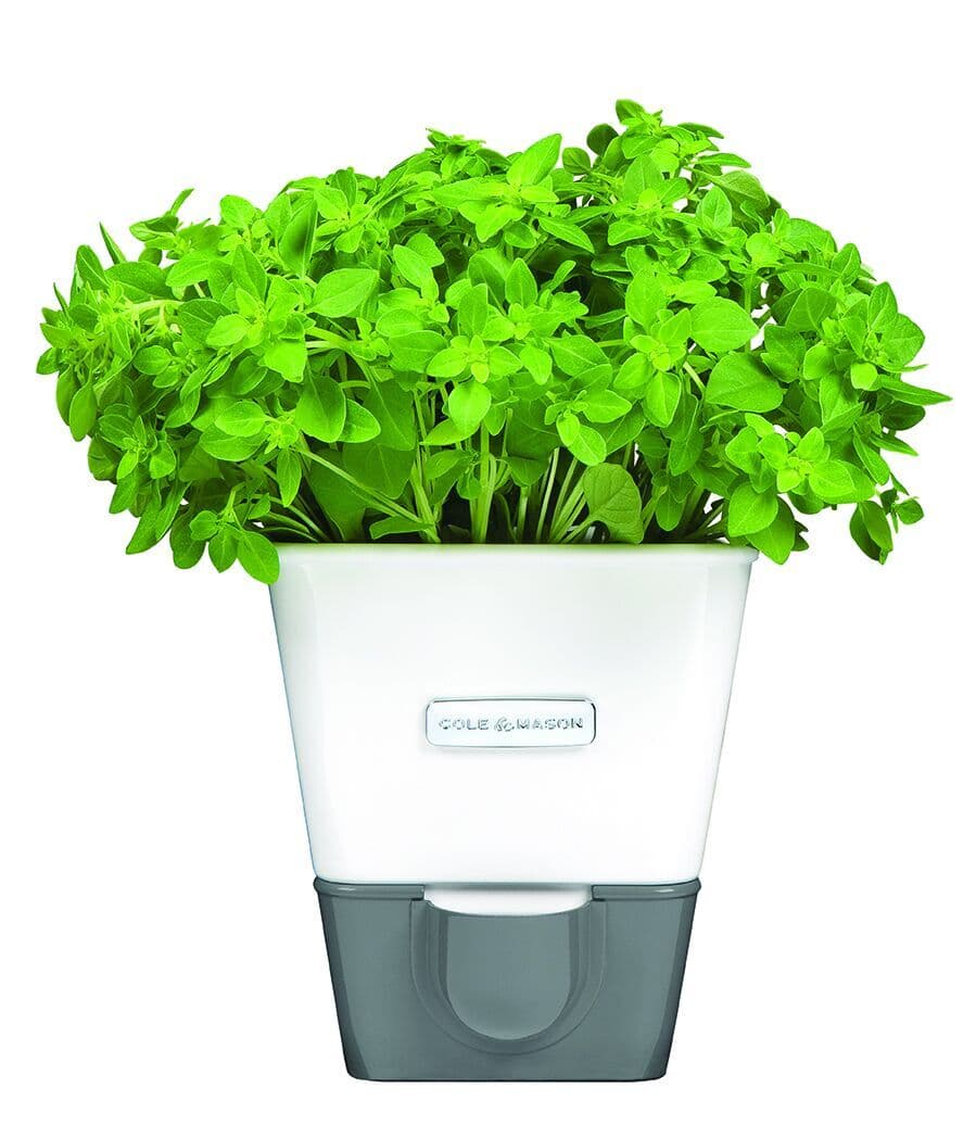 COLE & MASON Самополиваща се кашпа за зелени подправки или цветя