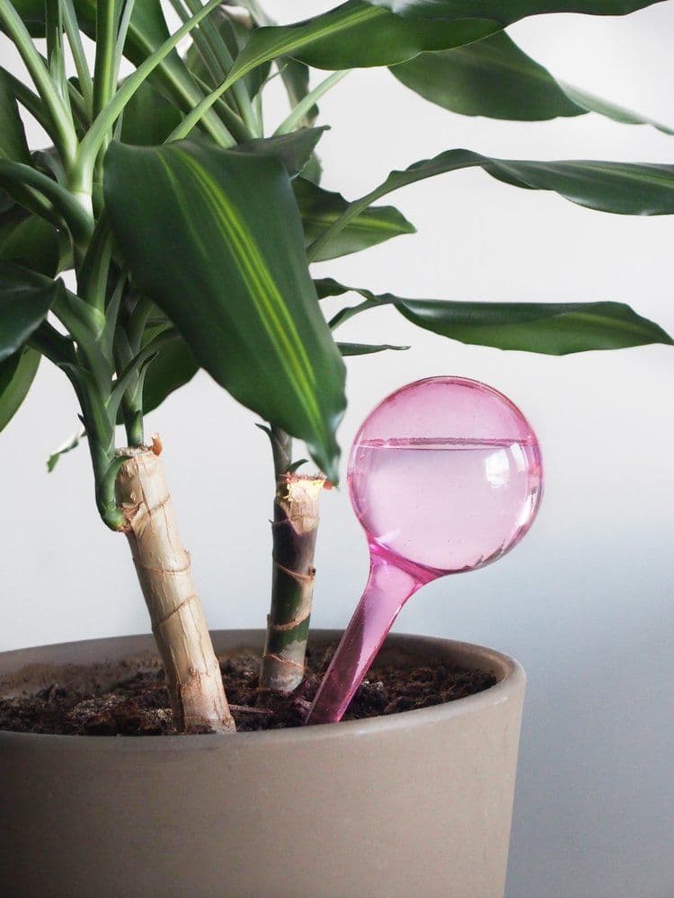 240 мл. - розови