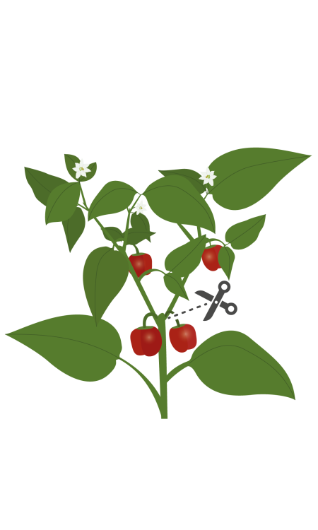 <p><strong>VERITABLE Lingot® Red mini bell pepper Organic - Червени Мини Камби<br /></strong><strong>• Покълване: </strong>1 седмица<br /><strong>• Първа реколта: </strong>2-3 месец<br /><strong>• Реколта:</strong> 1-3 мес. <br /><strong>• Органични семена<br /></strong><strong>• 100 % биоразградим<br /></strong><strong>• 100 % компостируем<br /></strong><strong>• Състав: 70% кокосов торф; 30% торф; тор; семена;<br /></strong><strong>• НЕ СЪДЪРЖА ПЕСТИЦИДИ!<br /></strong><strong>• НЕ СЪДЪРЖА ГМО!<br /></strong><strong>За употреба с домашни градини VERITABLE®<br /></strong><strong>Производител: VERITABLE® / Франция<br /></strong><strong>Инструкции за отглеждане:</strong> <span style="color: #ff0000;">(Виж. ПРИКАЧЕНИ ФАЙЛОВЕ)</span></p><br />Марка: VERITABLE <br />Модел: VLIN-L5-Poi017<br />Доставка: 2-4 работни дни<br />Гаранция: 2 години
