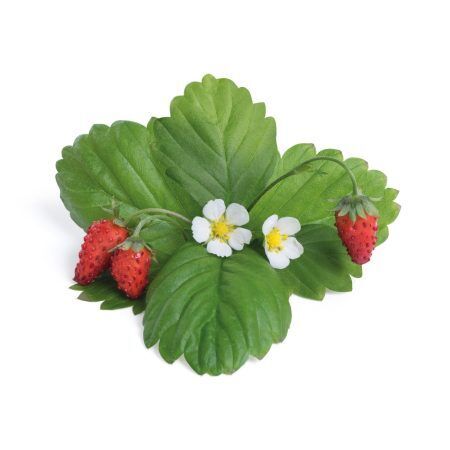 <p><strong>VERITABLE Подаръчен сет “STRAWBERRIES“ с 4 бр. пълнители Lingot® и четчица за опрашване</strong><br /><strong>• Комплектът съдържа:</strong><br /><strong> - </strong><a href="https://pip.bg/61" target="_blank">Бели диви ягоди - 2 бр.</a><strong><br /></strong><span> - </span><a href="https://pip.bg/62" target="_blank">Червени диви ягоди - 2 бр.</a><br /><span> - </span><a href="https://pip.bg/63" target="_blank">Четчица за опрашване - 1 бр. </a><br /><strong>• Органични семена<br /></strong><strong>• 100 % биоразградим<br /></strong><strong>• 100 % компостируем<br /></strong><strong>• Състав: 70% кокосов торф; 30% торф; тор; семена;<br /></strong><strong>• НЕ СЪДЪРЖА ПЕСТИЦИДИ!<br /></strong><strong>• НЕ СЪДЪРЖА ГМО!<br /></strong><strong>За употреба с домашни градини VERITABLE®<br /></strong><strong>Производител: VERITABLE® / Франция<br /></strong><strong>Инструкции за отглеждане:</strong><span> </span><span style="color: #ff0000;">(Виж. ПРИКАЧЕНИ ФАЙЛОВЕ)</span></p><br />Марка: VERITABLE <br />Модел: KIT-FRALING-FR-39<br />Доставка: 2-4 работни дни<br />Гаранция: 2 години