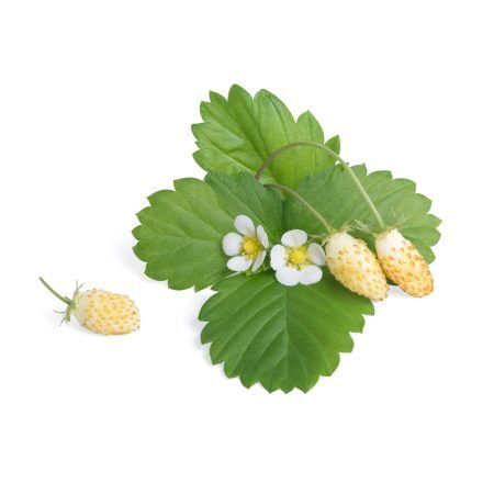 <p><strong>VERITABLE Подаръчен сет “STRAWBERRIES“ с 4 бр. пълнители Lingot® и четчица за опрашване</strong><br /><strong>• Комплектът съдържа:</strong><br /><strong> - </strong><a href="https://pip.bg/61" target="_blank">Бели диви ягоди - 2 бр.</a><strong><br /></strong><span> - </span><a href="https://pip.bg/62" target="_blank">Червени диви ягоди - 2 бр.</a><br /><span> - </span><a href="https://pip.bg/63" target="_blank">Четчица за опрашване - 1 бр. </a><br /><strong>• Органични семена<br /></strong><strong>• 100 % биоразградим<br /></strong><strong>• 100 % компостируем<br /></strong><strong>• Състав: 70% кокосов торф; 30% торф; тор; семена;<br /></strong><strong>• НЕ СЪДЪРЖА ПЕСТИЦИДИ!<br /></strong><strong>• НЕ СЪДЪРЖА ГМО!<br /></strong><strong>За употреба с домашни градини VERITABLE®<br /></strong><strong>Производител: VERITABLE® / Франция<br /></strong><strong>Инструкции за отглеждане:</strong><span> </span><span style="color: #ff0000;">(Виж. ПРИКАЧЕНИ ФАЙЛОВЕ)</span></p><br />Марка: VERITABLE <br />Модел: KIT-FRALING-FR-39<br />Доставка: 2-4 работни дни<br />Гаранция: 2 години