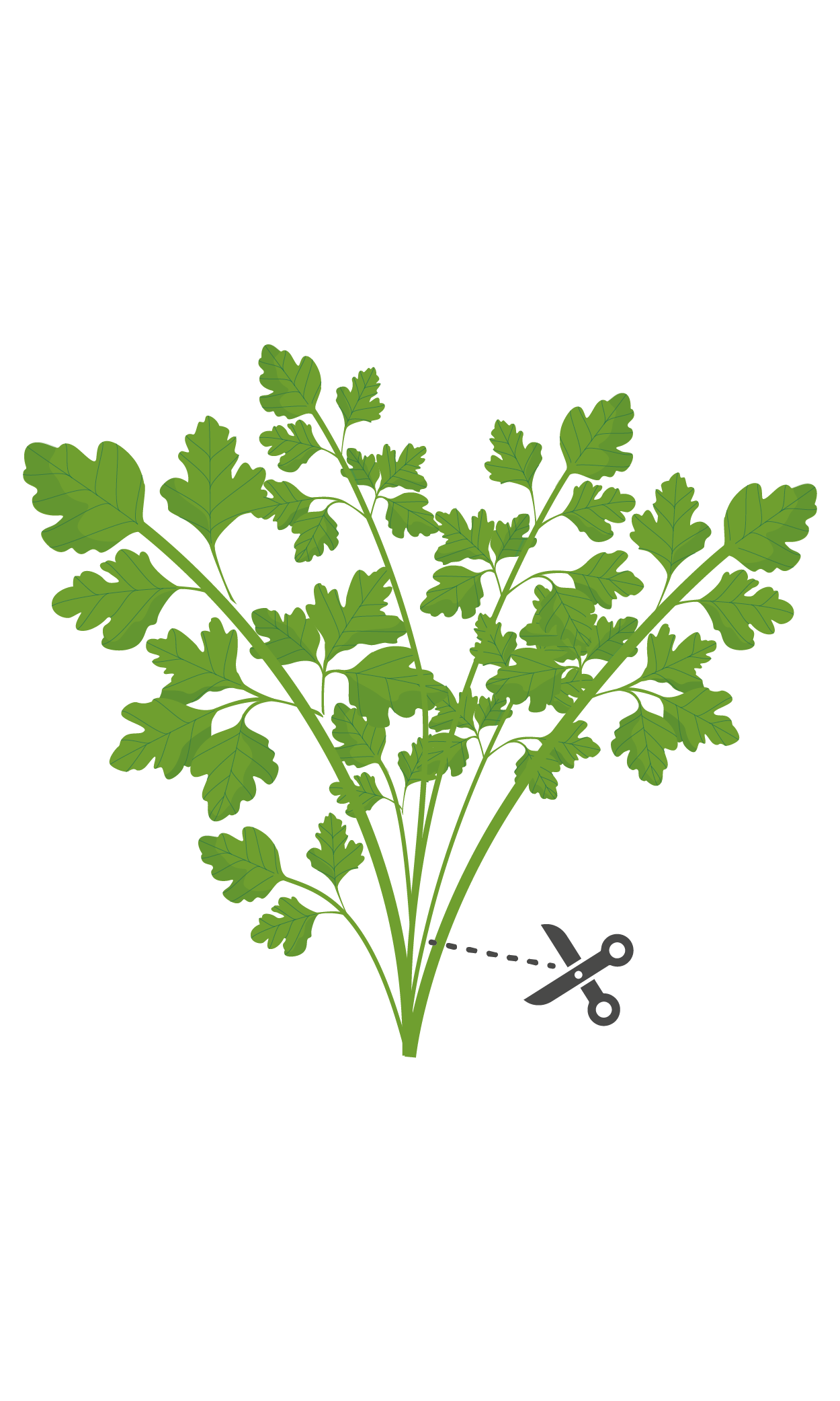 VERITABLE Lingot® Curly Parsley Organic – Къдрав Магданоз