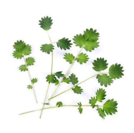 <p><strong>VERITABLE Lingot® Salad Burnet Organic - Салата Бърнет</strong><br /><strong>• Покълване: </strong><span>1 седмица</span><br /><strong>• Първа реколта: </strong><span>3-4 седмици</span><br /><strong>• Реколта:</strong><span> 4-6 мес. </span><br /><strong>• Органични семена<br /></strong><strong>• 100 % биоразградим<br /></strong><strong>• 100 % компостируем<br /></strong><strong>• Състав: 70% кокосов торф; 30% торф; тор; семена;<br /></strong><strong>• НЕ СЪДЪРЖА ПЕСТИЦИДИ!<br /></strong><strong>• НЕ СЪДЪРЖА ГМО!<br /></strong><strong>За употреба с домашни градини VERITABLE®<br /></strong><strong>Производител: VERITABLE® / Франция<br /></strong><strong>Инструкции за отглеждане:</strong><span> </span><span style="color: #ff0000;">(Виж. ПРИКАЧЕНИ ФАЙЛОВЕ)</span></p><br />Марка: VERITABLE <br />Модел: VLIN-O10-Pim025<br />Доставка: 2-4 работни дни<br />Гаранция: 2 години