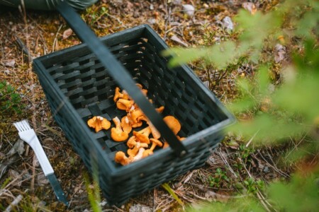 <p><strong>MARJUKKA Нож за гъби с четка - бял</strong><br /><strong>• Материал:</strong><span> стомана, полипропилен<br /></span><strong>• Размери:</strong><span> 3 х 19 см.<br /></span><strong>• Размер на опаковката: </strong><span>9,2 х 1 х 25 см</span><br /><strong>• Тегло: </strong><span>0,025 кг.<br /><strong>• Цвят на дръжката:</strong> бял<br /><strong>• Не е подходящ за съдомиялна машина<br /></strong></span><strong>Производител: Tammer Brands/ Финландия</strong></p><br />Марка: MARJUKKA <br />Модел: TB Marjukka 18220 W<br />Доставка: 2-4 работни дни<br />Гаранция: 2 години