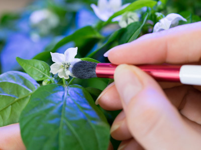 VERITABLE Четчица за опрашване POLLINATION BRUSH